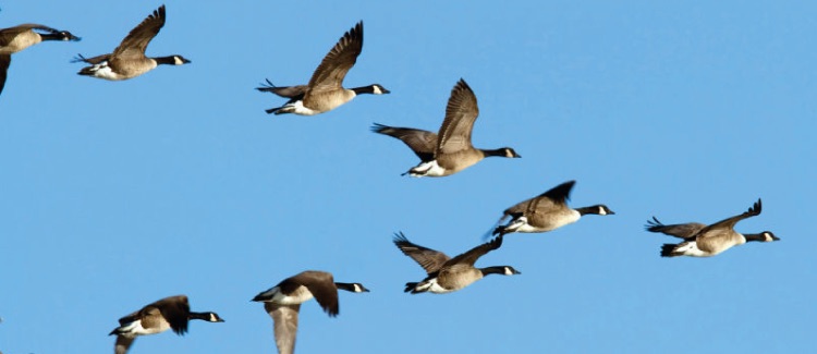 Why do geese fly in a V? Lessons for developing leadership